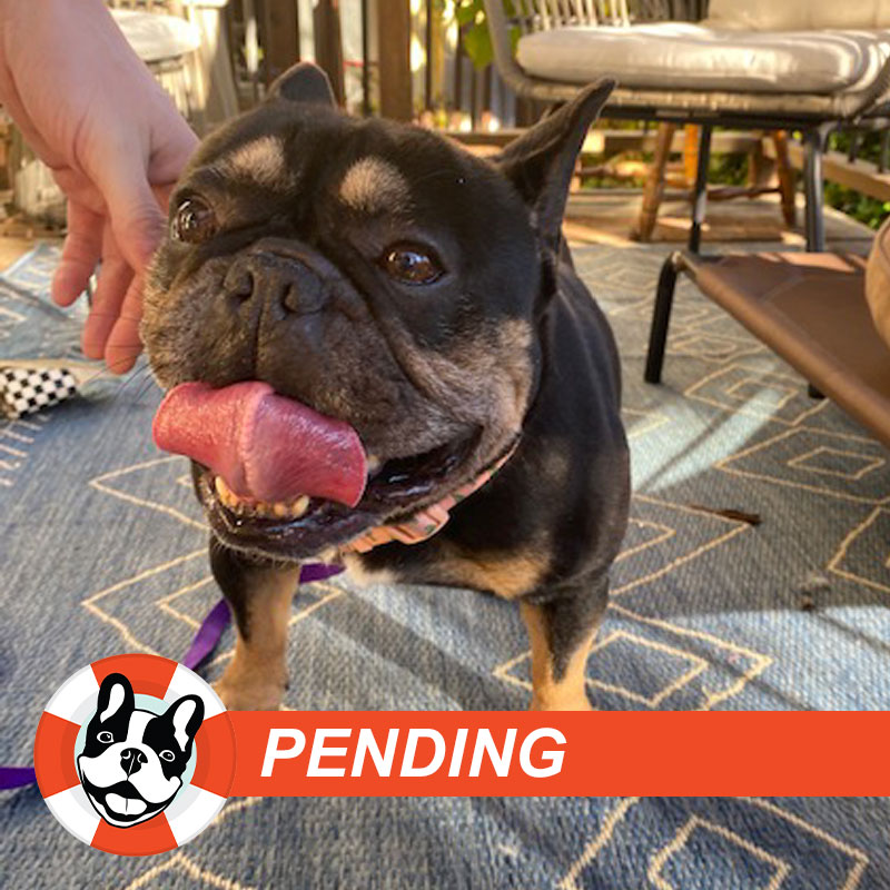 Cappuccino in CA | Pending Adoption | FBRN