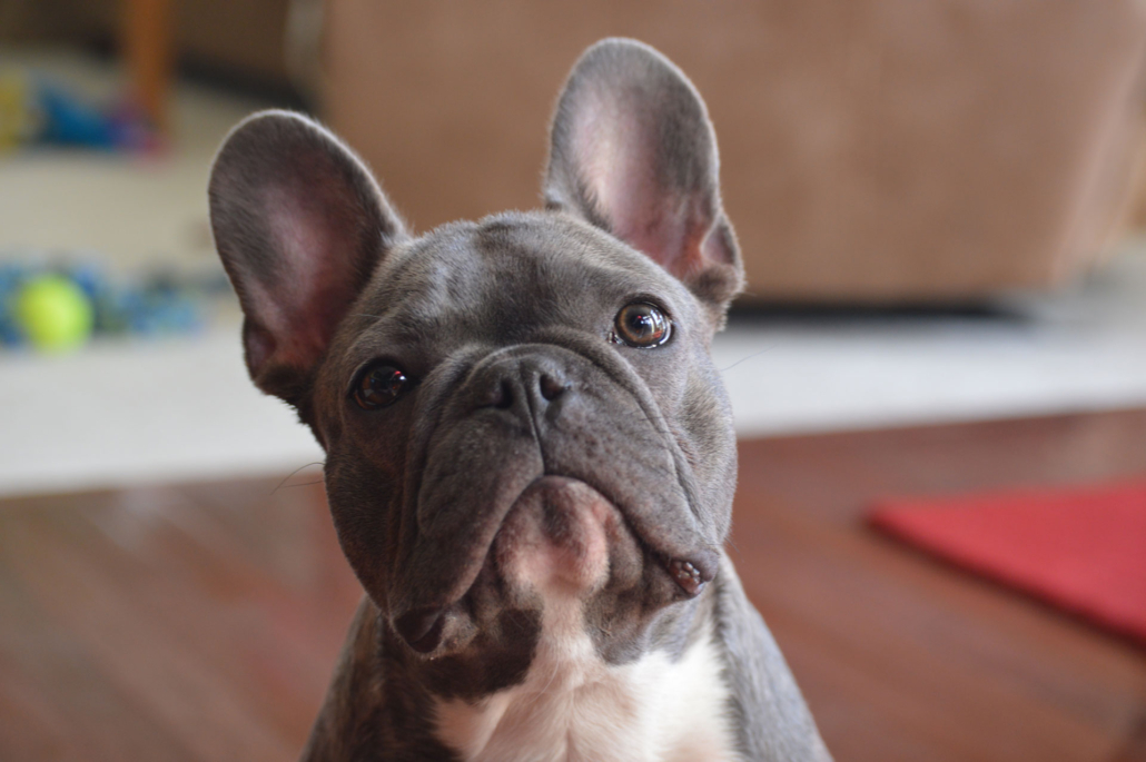 where to rescue a french bulldog?