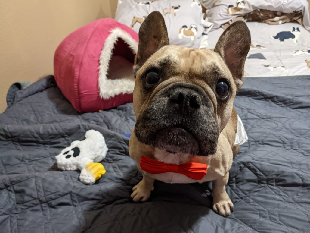 French Bulldog Rescue Network - Last chance to purchase some pawsome toys  for your pups and support FBRN! My Dog Toy will be donating 20% of proceeds  to FBRN through tomorrow, 8/31!