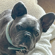 FBRN – French Bulldog Rescue Network