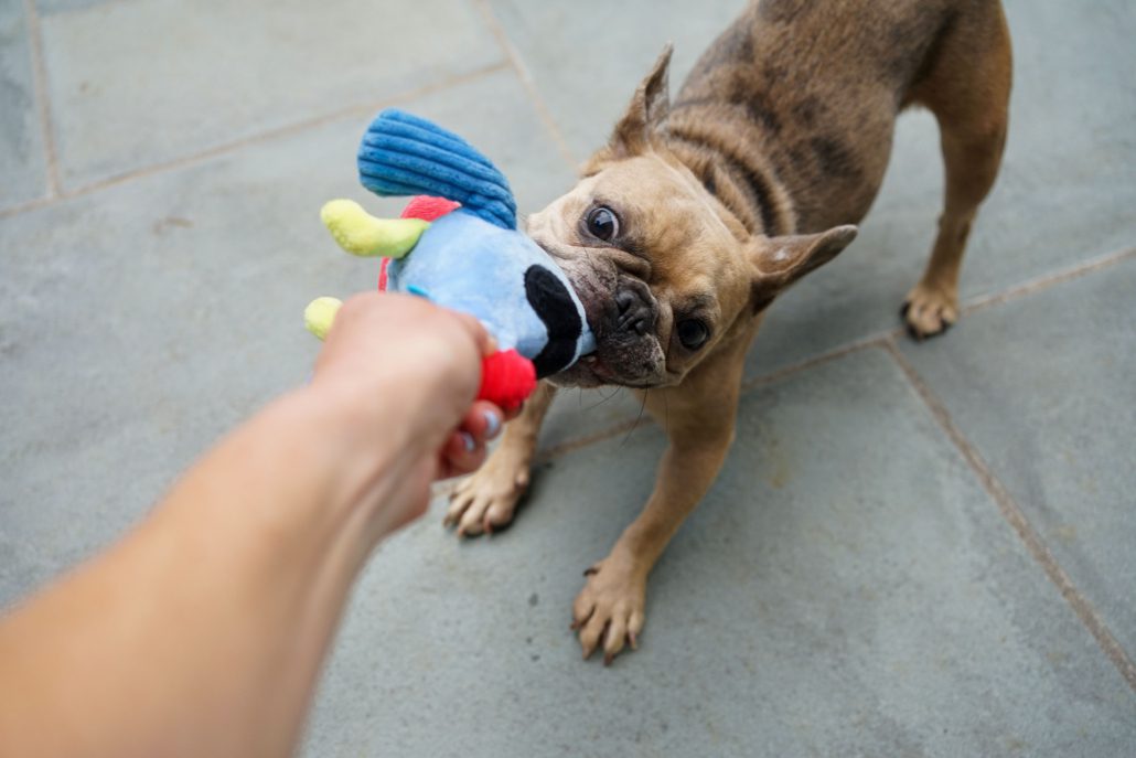 https://frenchbulldogrescue.org/wp-content/uploads/2023/08/DSC06931-1030x687.jpg