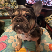 FBRN – French Bulldog Rescue Network