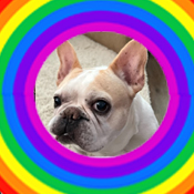 kate rainbow