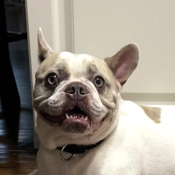 howie