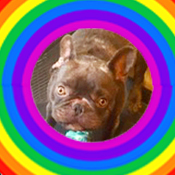 rainbow_bean