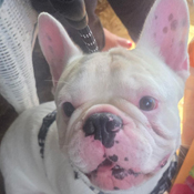 bengie