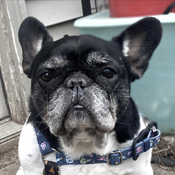 ella
